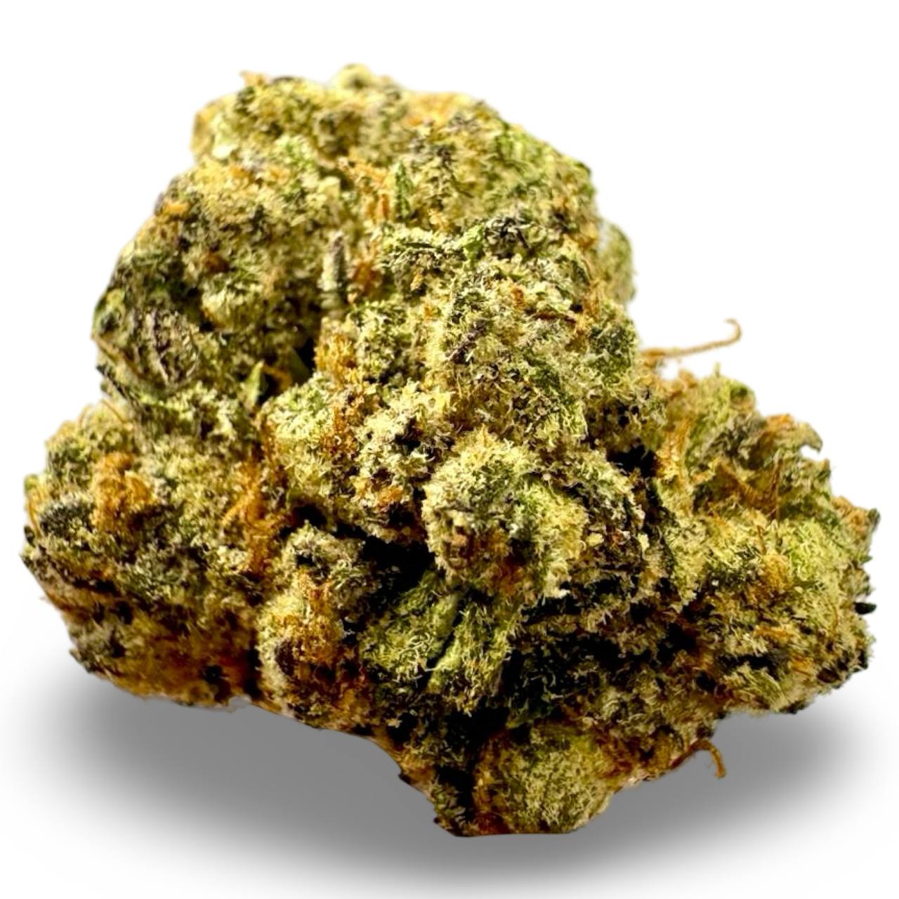 Gastopia - 7g